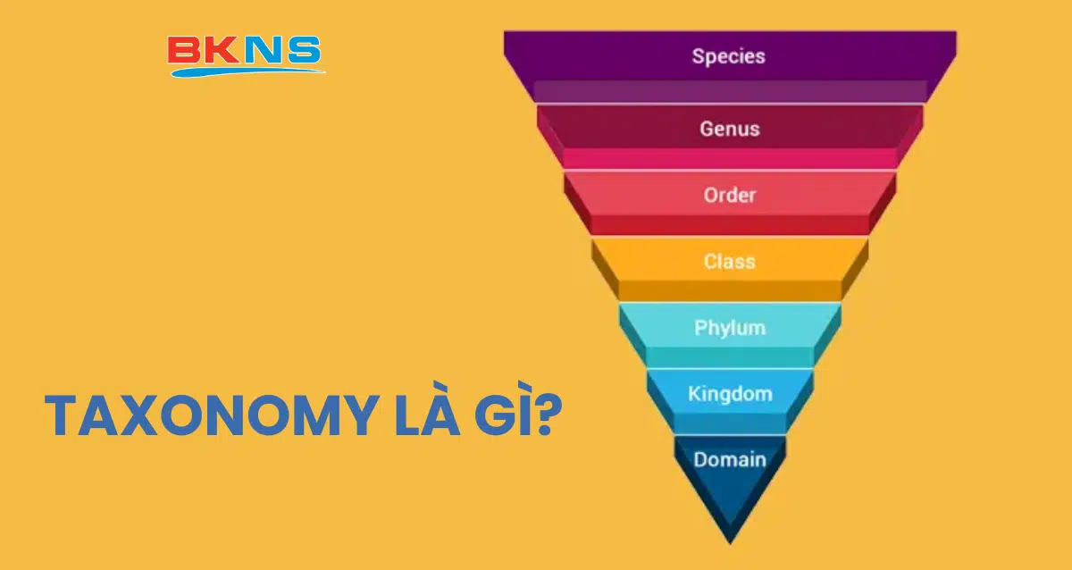 Taxonomy là gì? Tầm quan trọng của taxonomy khi tối ưu SEO WordPress